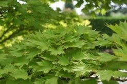 Japanse Esdoorn (Acer Shirasawanum 'Aureum') -Klim Rose Winkel acer shirasawanum aureum 2