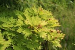 Japanse Esdoorn (Acer Shirasawanum 'Aureum') -Klim Rose Winkel acer shirasawanum aureum 3