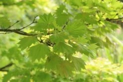Japanse Esdoorn (Acer Shirasawanum 'Aureum') -Klim Rose Winkel acer shirasawanum aureum 4
