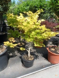 Japanse Esdoorn (Acer Shirasawanum 'Aureum') -Klim Rose Winkel acer shirasawanum aureum 60 80 100 c12