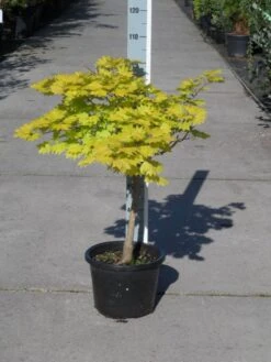 Japanse Esdoorn (Acer Shirasawanum 'Aureum') -Klim Rose Winkel acer shirasawanum aureum c12