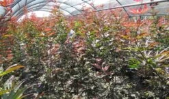 Japanse Esdoorn (Acer Palmatum 'Skeeter's Broom') -Klim Rose Winkel acer skeeters broom