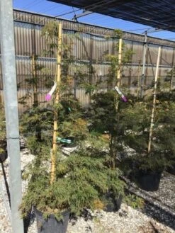 Japanse Esdoorn (Acer Palmatum 'Viridis') 10 Japanse Esdoorn (Acer Palmatum 'Viridis') -Klim Rose Winkel acer verdi palm. diss. viridis 150 175