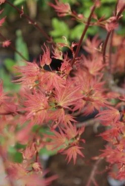 Japanse Esdoorn (Acer Palmatum 'Wilson's Pink Dwarf') -Klim Rose Winkel acer wilsons pink dwarf 3