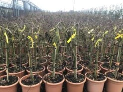 Japanse Esdoorn Op Stam (Acer Palmatum 'Ryusen') -Klim Rose Winkel acerryusen02