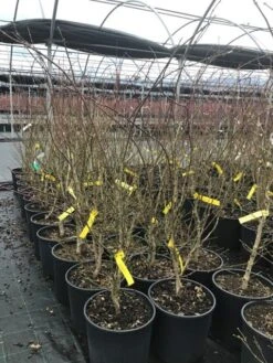 Japanse Esdoorn (Acer Palmatum 'Summer Gold') -Klim Rose Winkel acersummergold