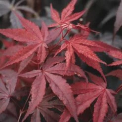 Japanse Esdoorn (Acer Palmatum 'Atropurpureum') -Klim Rose Winkel acpatrop 9