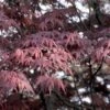 Japanse Esdoorn (Acer Palmatum 'Bloodgood') -Klim Rose Winkel acpblood 12