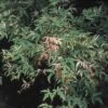 Japanse Esdoorn (Acer Palmatum 'Butterfly') -Klim Rose Winkel acpbutte 8