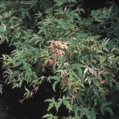 Japanse Esdoorn (Acer Palmatum 'Butterfly')