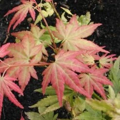 Japanse Esdoorn (Acer Palmatum 'Orange Dream') -Klim Rose Winkel acpodrea 4