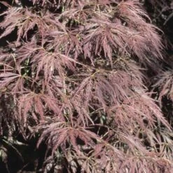 Japanse Esdoorn (Acer Palmatum 'Ornatum') -Klim Rose Winkel acpornat 11