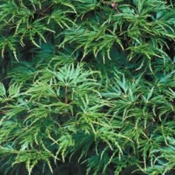 Japanse Esdoorn (Acer Palmatum 'Seiryu') -Klim Rose Winkel acpseiry 6