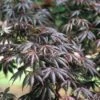 Japanse Esdoorn (Acer Palmatum 'Trompenburg') -Klim Rose Winkel acptromp 5