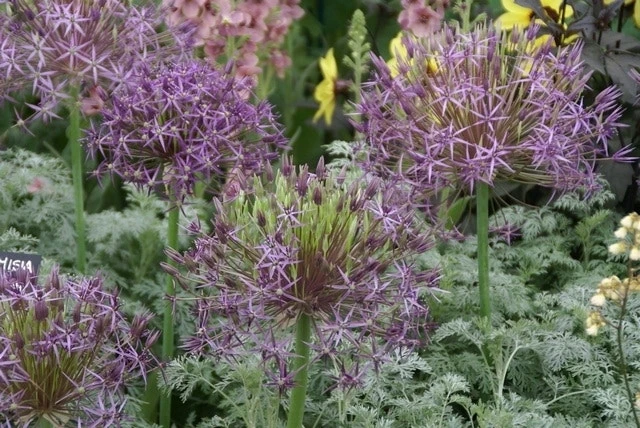 Sierui (Allium Albopilosum 'Christophii') 4 Sierui (Allium Albopilosum 'Christophii') - Afbeelding 2