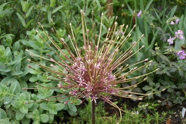 Sierui (Allium Schubertii) 3 Sierui (Allium Schubertii)