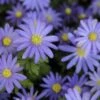 Echte Bosanemoon (Anemone Blanda 'Blue Shades') -Klim Rose Winkel anemone blanda blueshades2 1
