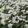 Anemoon (Anemone Blanda 'White Splendour') 1 Anemoon (Anemone Blanda 'White Splendour') -Klim Rose Winkel anemone blanda whitesplendour 4 1