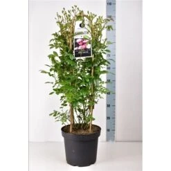 Klim Rose Winkel -Klim Rose Winkel annaspinkrambler02