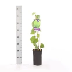 Duitse Pijp (Aristolochia Macropylla) -Klim Rose Winkel aristolochia durior macrophylla