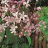 Groenblijvende Clematis (Clematis Armandii 'Hendersonii Rubra') -Klim Rose Winkel arm. hendersonii rubra 1