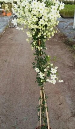 Groenblijvende Clematis (Clematis 'Avalanche') 7 Groenblijvende Clematis (Clematis 'Avalanche') -Klim Rose Winkel avalanche r 180cm