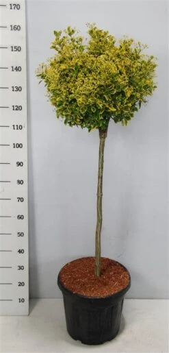 Kardinaalshoed Op Stam (Euonymus Japonicus 'Aureus') -Klim Rose Winkel bc88a2ba3e99a73a1f95554f396bcc6d