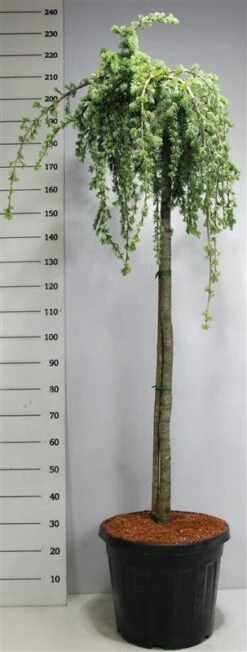 Treurceder Op Stam (Cedrus Libani 'Glauca Pendula') -Klim Rose Winkel bf626bb3ffe06d8a36e0e5cfc965630a