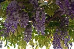 Blauwe Regen (Wisteria Sinensis 'Prolific') -Klim Rose Winkel blauweregen