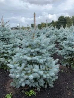 Blauwspar (Picea Pungens 'Blue Diamond') 5 Blauwspar (Picea Pungens 'Blue Diamond') -Klim Rose Winkel blauwspar picea pungens blue diamond