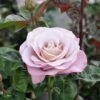 Grootbloemige Roos (Rosa 'Blue Girl') -Klim Rose Winkel blue girl