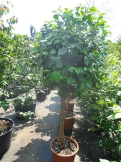 Camelia Op Stam (Camellia Japonica) 10 Camelia Op Stam (Camellia Japonica) -Klim Rose Winkel camellia japonica halfstam c35 50