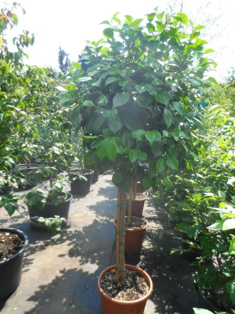 Camelia Op Stam (Camellia Japonica) 6 Camelia Op Stam (Camellia Japonica) - Afbeelding 4