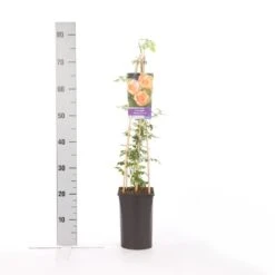 Trompetbloem (Campsis Radicans 'Flava') 7 Trompetbloem (Campsis Radicans 'Flava') -Klim Rose Winkel campsis radicans flava