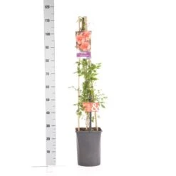 Trompetbloem (Campsis Tagliabuana 'Mme Galen') 13 Trompetbloem (Campsis Tagliabuana 'Mme Galen') -Klim Rose Winkel campsis t. madame galen 1.00 1.25