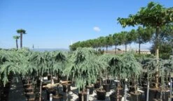 Treurceder Op Stam (Cedrus Libani 'Glauca Pendula') -Klim Rose Winkel cedrus