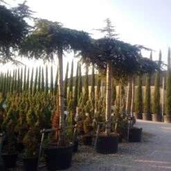 Ceder Als Dakboom (Cedrus Deodara 'Pendula') 12 Ceder Als Dakboom (Cedrus Deodara 'Pendula') -Klim Rose Winkel cedrus deodara dak