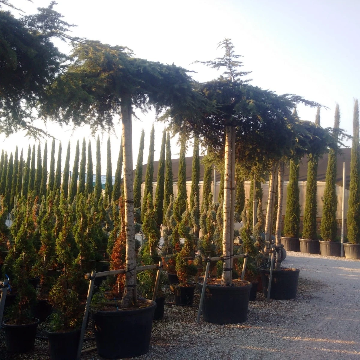 Ceder Als Dakboom (Cedrus Deodara 'Pendula') 6 Ceder Als Dakboom (Cedrus Deodara 'Pendula') - Afbeelding 4