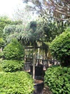 Ceder Als Boom (Cedrus Deodara 'Feelin Blue') 6 Ceder Als Boom (Cedrus Deodara 'Feelin Blue') -Klim Rose Winkel cedrus deodara feelin blue 20 25ho