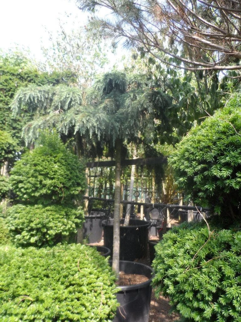 Ceder Als Boom (Cedrus Deodara 'Feelin Blue') 4 Ceder Als Boom (Cedrus Deodara 'Feelin Blue') - Afbeelding 2