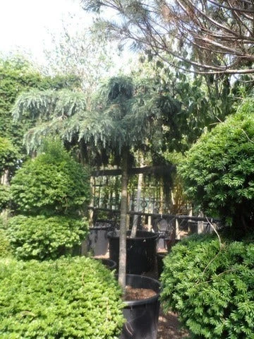 Ceder Als Boom (Cedrus Deodara 'Feelin Blue') 5 Ceder Als Boom (Cedrus Deodara 'Feelin Blue') - Afbeelding 3