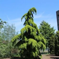 Treurceder (Cedrus Deodara 'Pendula') -Klim Rose Winkel cedrus deodara pendula
