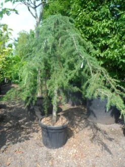 Treurceder (Cedrus Deodara 'Pendula') -Klim Rose Winkel cedrus deodara pendula 20 25ho c110
