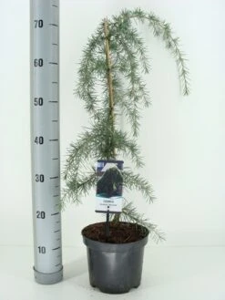 Treurceder (Cedrus Deodara 'Pendula') -Klim Rose Winkel cedrus deodara pendula c3 m 1