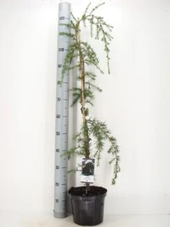 Treurceder (Cedrus Deodara 'Pendula') -Klim Rose Winkel cedrus deodara pendula c5 m 1