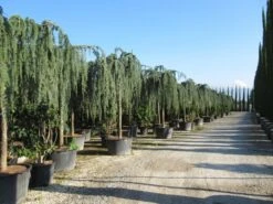 Treurceder Als Boom (Cedrus Libani 'Glauca Pendula') -Klim Rose Winkel cedrus libani glauca pendula 2 1