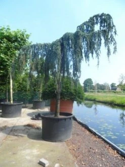 Treurceder Als Boom (Cedrus Libani 'Glauca Pendula') -Klim Rose Winkel cedrus libani glauca pendula 35 40ho c1000 1