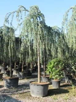 Treurceder Als Boom (Cedrus Libani 'Glauca Pendula') -Klim Rose Winkel cedrus libani glauca pendula 3 1