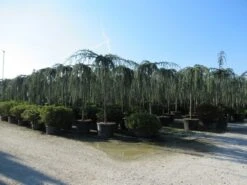 Treurceder Als Boom (Cedrus Libani 'Glauca Pendula') -Klim Rose Winkel cedrus libani glauca pendula 4