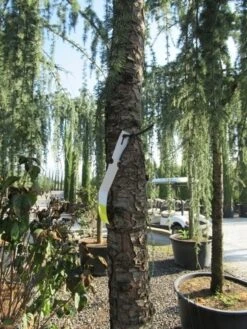 Treurceder Als Boom (Cedrus Libani 'Glauca Pendula') -Klim Rose Winkel cedrus libani glauca pendula 5